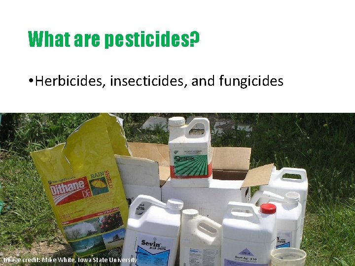 What are pesticides? • Herbicides, insecticides, and fungicides Image credit: Mike White, Iowa State