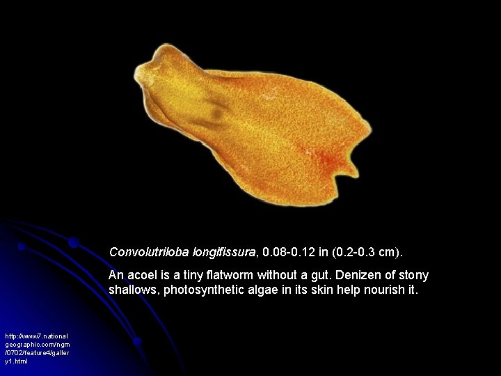 Convolutriloba longifissura, 0. 08 -0. 12 in (0. 2 -0. 3 cm). An acoel