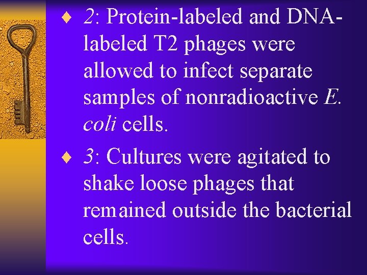 ¨ 2: Protein-labeled and DNA- labeled T 2 phages were allowed to infect separate