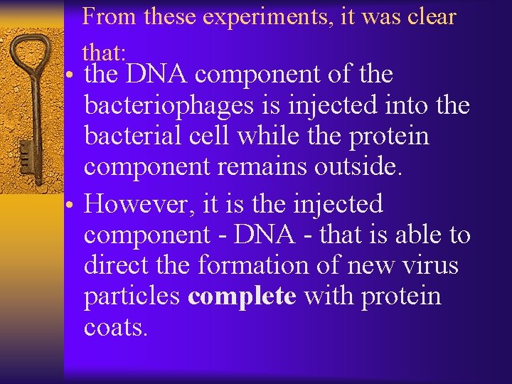 From these experiments, it was clear that: • the DNA component of the bacteriophages