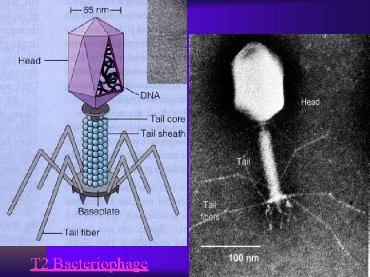 T 2 Bacteriophage 