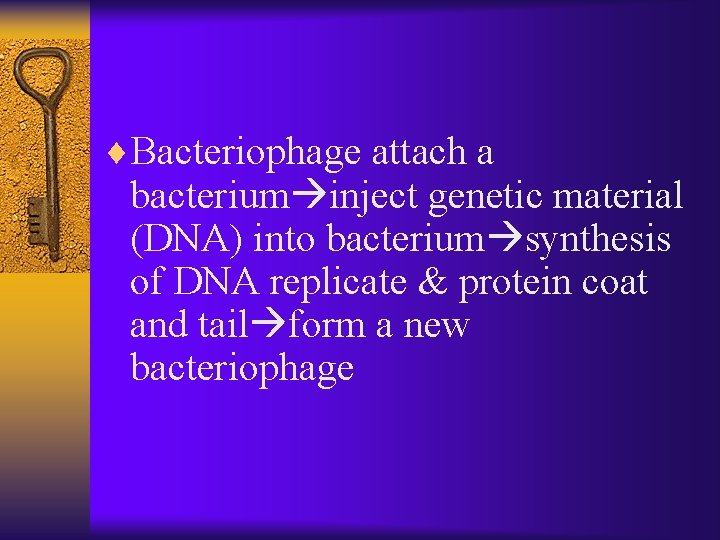 ¨Bacteriophage attach a bacterium inject genetic material (DNA) into bacterium synthesis of DNA replicate