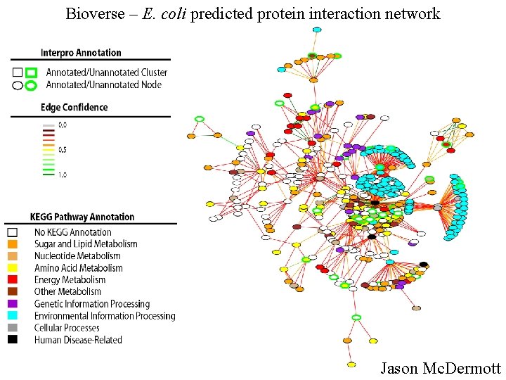 Bioverse – E. coli predicted protein interaction network Jason Mc. Dermott 