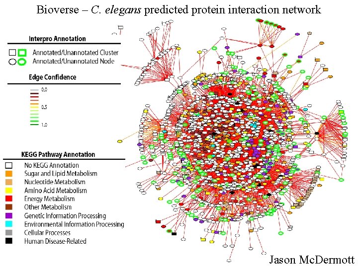 Bioverse – C. elegans predicted protein interaction network Jason Mc. Dermott 