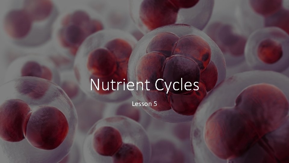 Nutrient Cycles Lesson 5 