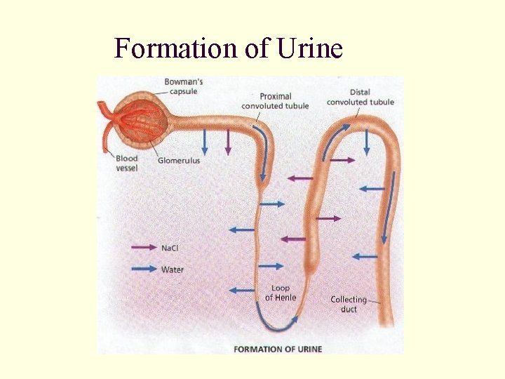 Formation of Urine 