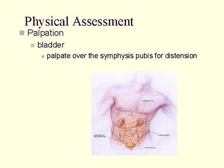 Physical Assessment n Palpation n bladder n palpate over the symphysis pubis for distension