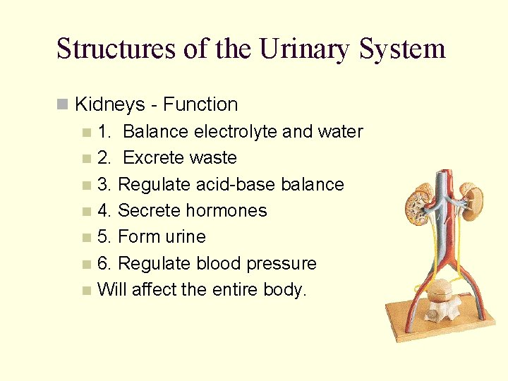 Structures of the Urinary System n Kidneys - Function n 1. Balance electrolyte and