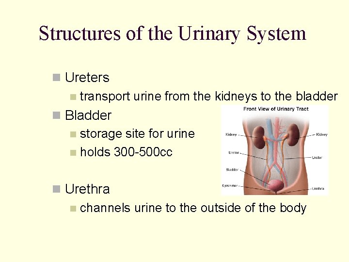 Structures of the Urinary System n Ureters n transport urine from the kidneys to