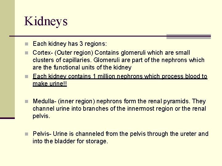 Kidneys n Each kidney has 3 regions: n Cortex- (Outer region) Contains glomeruli which