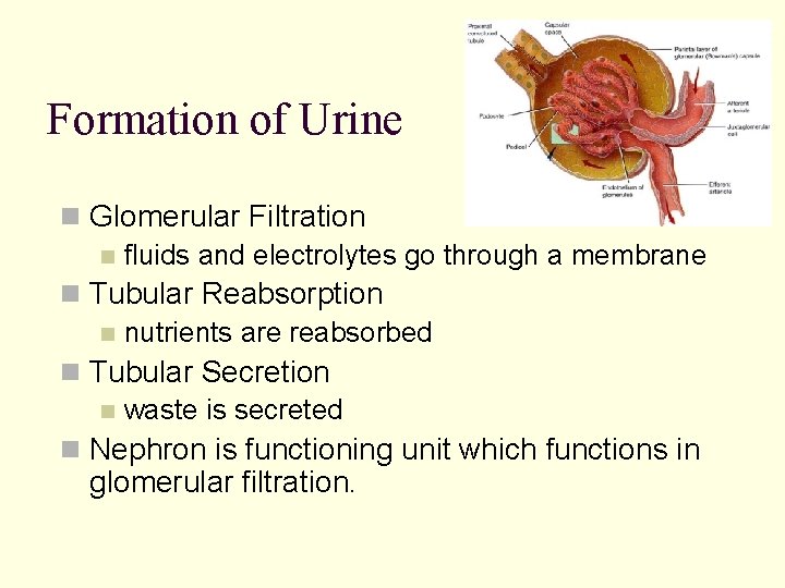 Formation of Urine n Glomerular Filtration n fluids and electrolytes go through a membrane