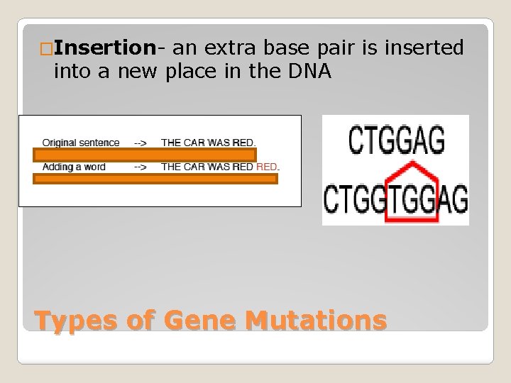 �Insertion- an extra base pair is inserted into a new place in the DNA