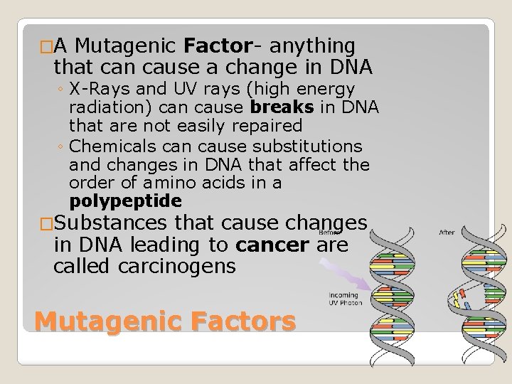 �A Mutagenic Factor- anything that can cause a change in DNA ◦ X-Rays and