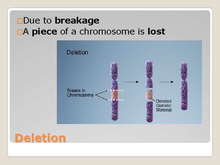 �Due to breakage �A piece of a chromosome is lost Deletion 