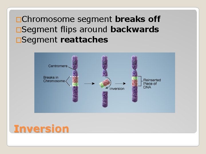 �Chromosome segment breaks off �Segment flips around backwards �Segment reattaches Inversion 