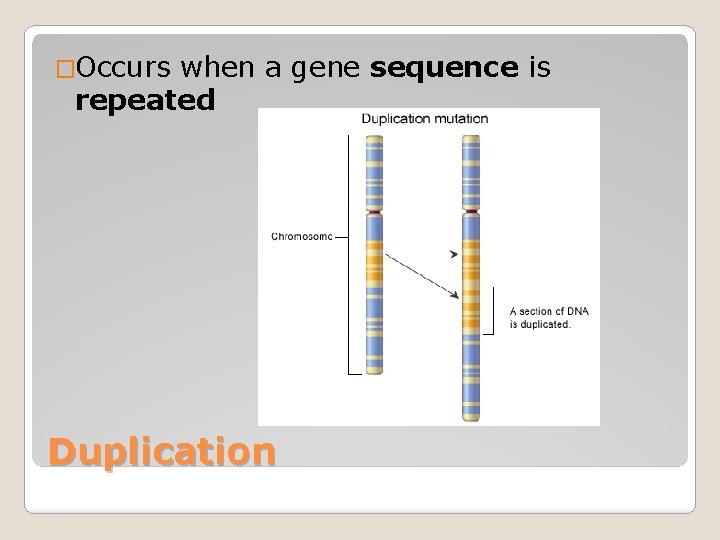 �Occurs when a gene sequence is repeated Duplication 