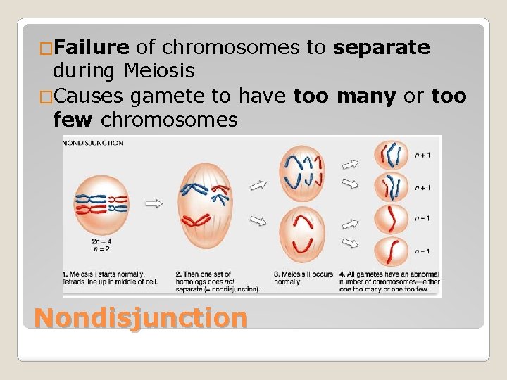 �Failure of chromosomes to separate during Meiosis �Causes gamete to have too many or