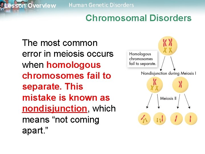 Lesson Overview Human Genetic Disorders Chromosomal Disorders The most common error in meiosis occurs