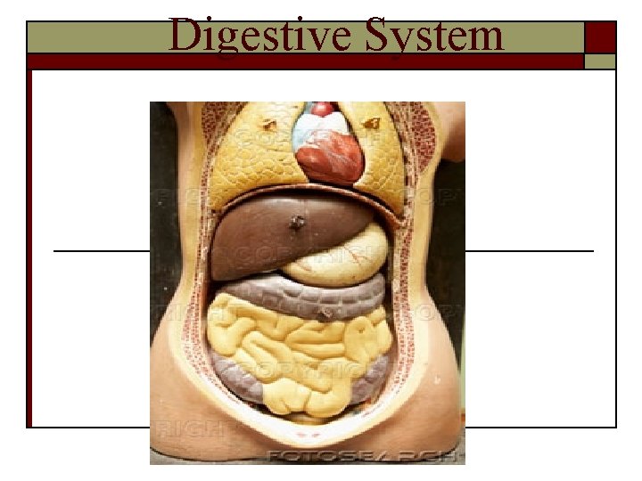 Digestive System 