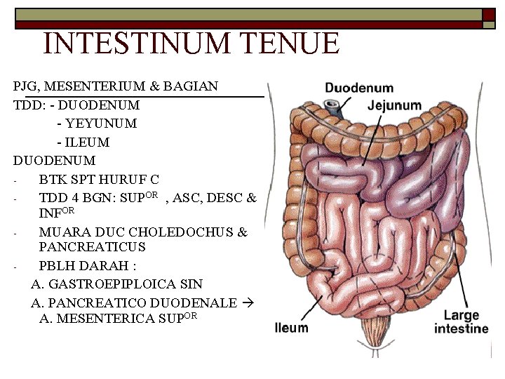 INTESTINUM TENUE PJG, MESENTERIUM & BAGIAN TDD: - DUODENUM - YEYUNUM - ILEUM DUODENUM