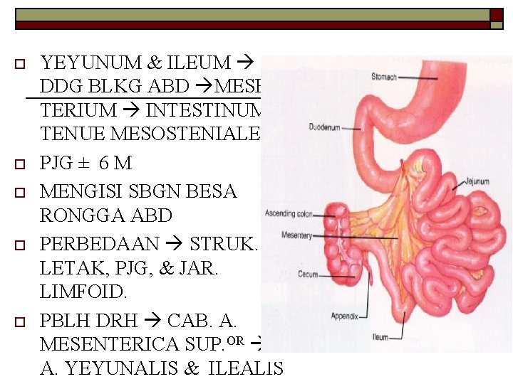 o o o YEYUNUM & ILEUM DDG BLKG ABD MESEN TERIUM INTESTINUM TENUE MESOSTENIALE