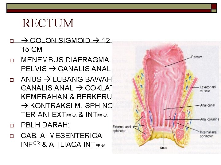 RECTUM o o o COLON SIGMOID 12 – 15 CM MENEMBUS DIAFRAGMA PELVIS CANALIS