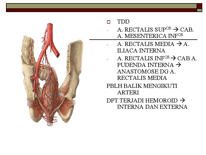 TDD A. RECTALIS SUPOR CAB. A. MESENTERICA INFOR A. RECTALIS MEDIA A. ILIACA INTERNA