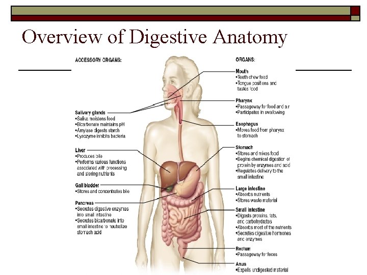 Overview of Digestive Anatomy 