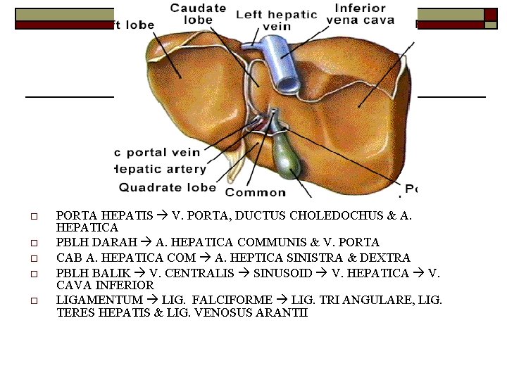 o o o PORTA HEPATIS V. PORTA, DUCTUS CHOLEDOCHUS & A. HEPATICA PBLH DARAH