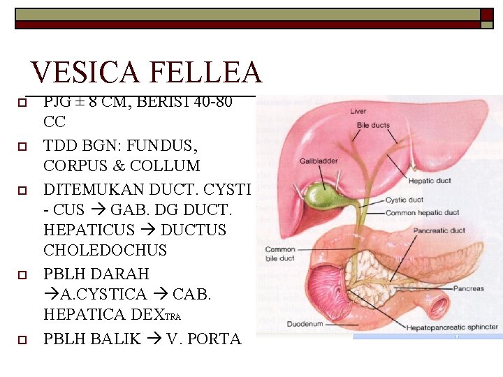 VESICA FELLEA o o o PJG ± 8 CM, BERISI 40 -80 CC TDD