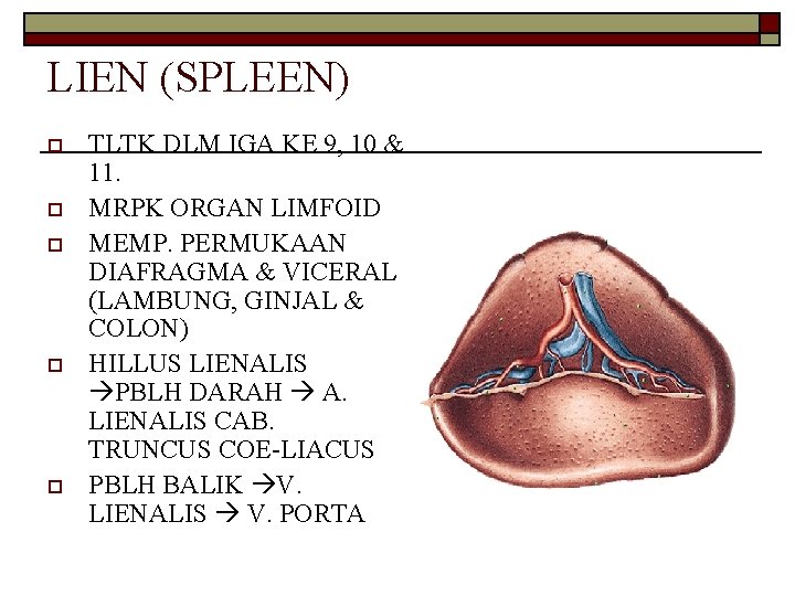 LIEN (SPLEEN) o o o TLTK DLM IGA KE 9, 10 & 11. MRPK