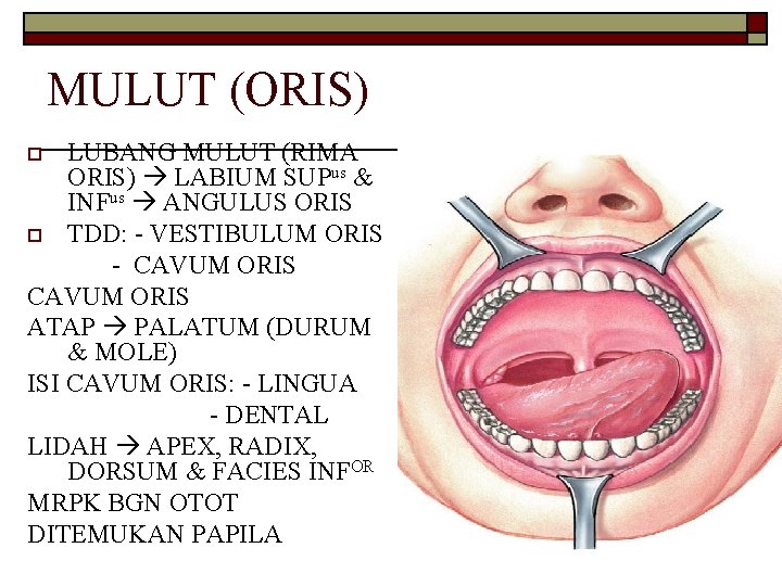 MULUT (ORIS) LUBANG MULUT (RIMA ORIS) LABIUM SUPus & INFus ANGULUS ORIS o TDD: