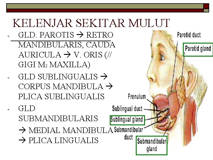 KELENJAR SEKITAR MULUT - - - GLD. PAROTIS RETRO MANDIBULARIS, CAUDA AURICULA V. ORIS