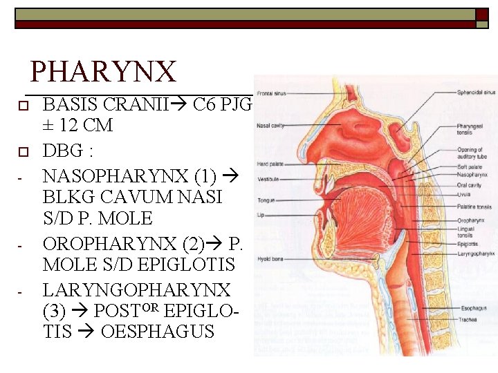 PHARYNX o o - - BASIS CRANII C 6 PJG ± 12 CM DBG