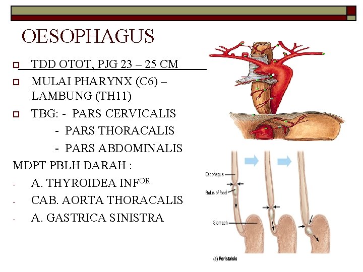 OESOPHAGUS TDD OTOT, PJG 23 – 25 CM o MULAI PHARYNX (C 6) –