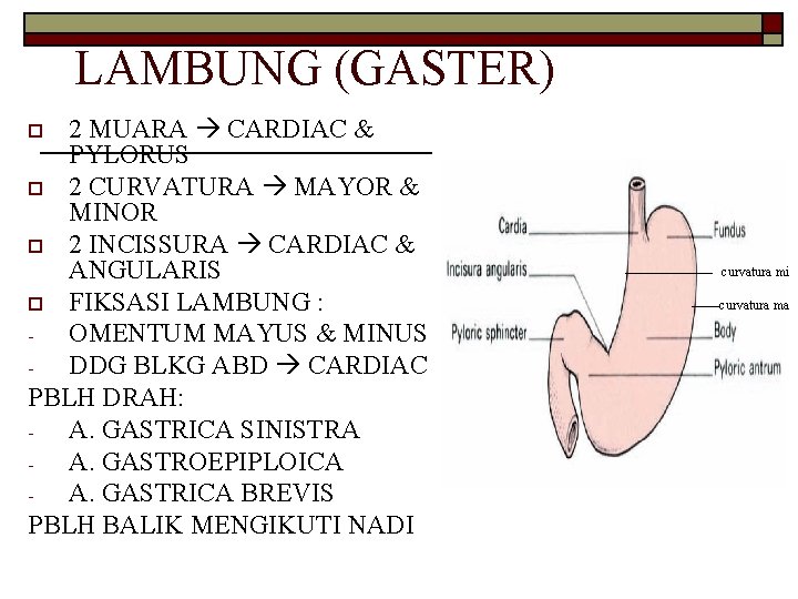 LAMBUNG (GASTER) 2 MUARA CARDIAC & PYLORUS o 2 CURVATURA MAYOR & MINOR o