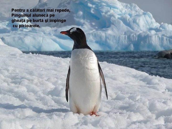 Pentru a călători mai repede, Pinguinul alunecă pe gheaţă pe burtă şi împinge cu