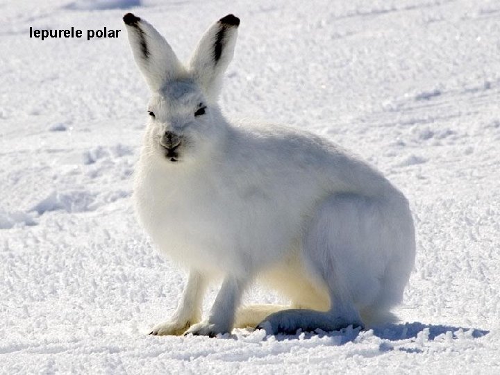 Iepurele polar 