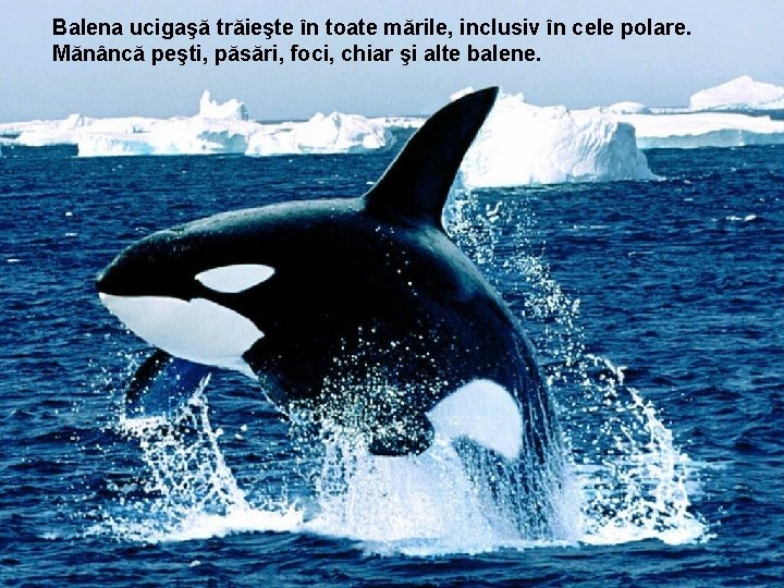 Balena ucigaşă trăieşte în toate mările, inclusiv în cele polare. Mănâncă peşti, păsări, foci,