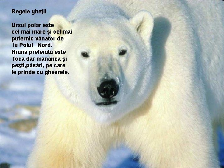 Regele gheţii Ursul polar este cel mai mare şi cel mai puternic vânător de