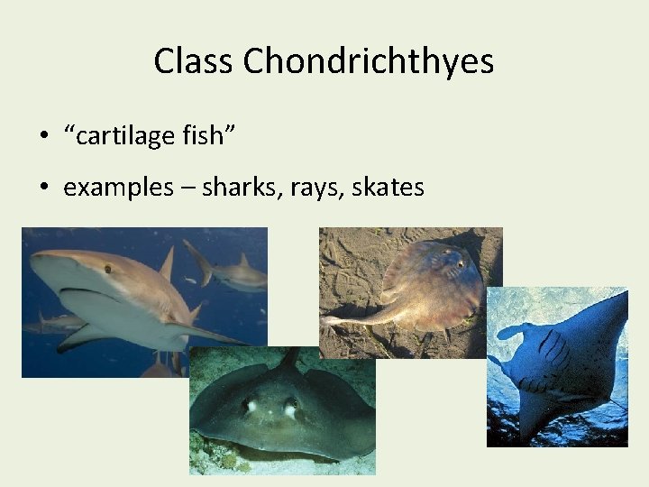 Class Chondrichthyes • “cartilage fish” • examples – sharks, rays, skates 