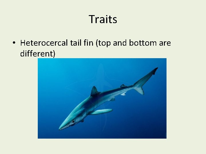 Traits • Heterocercal tail fin (top and bottom are different) 