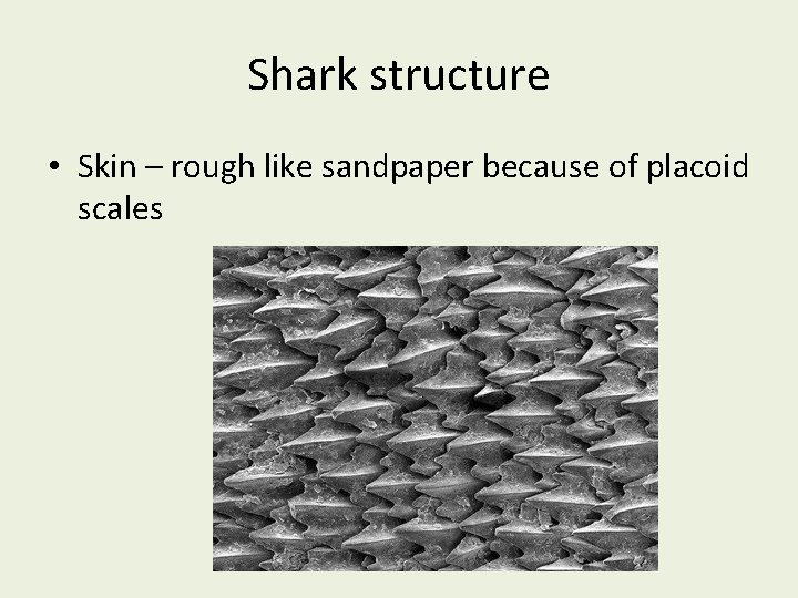 Shark structure • Skin – rough like sandpaper because of placoid scales 
