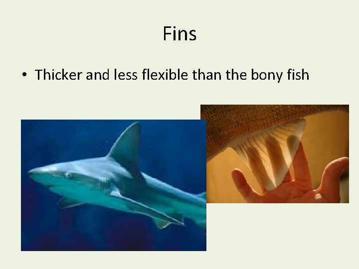 Fins • Thicker and less flexible than the bony fish 