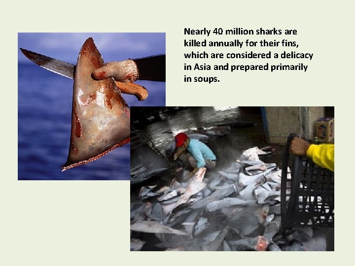 Nearly 40 million sharks are killed annually for their fins, which are considered a