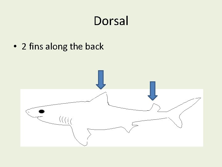 Dorsal • 2 fins along the back 