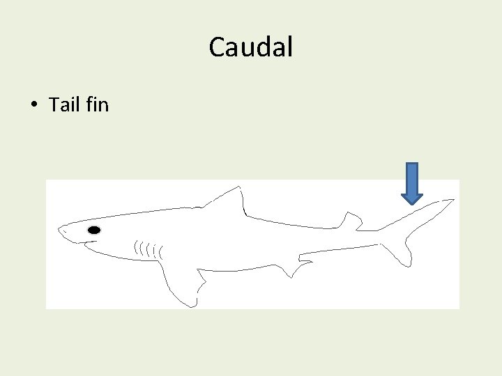 Caudal • Tail fin 
