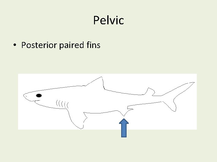 Pelvic • Posterior paired fins 