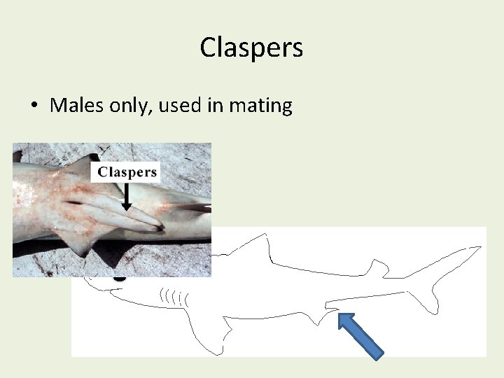 Claspers • Males only, used in mating 