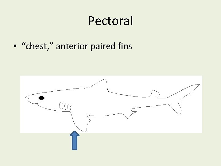 Pectoral • “chest, ” anterior paired fins 